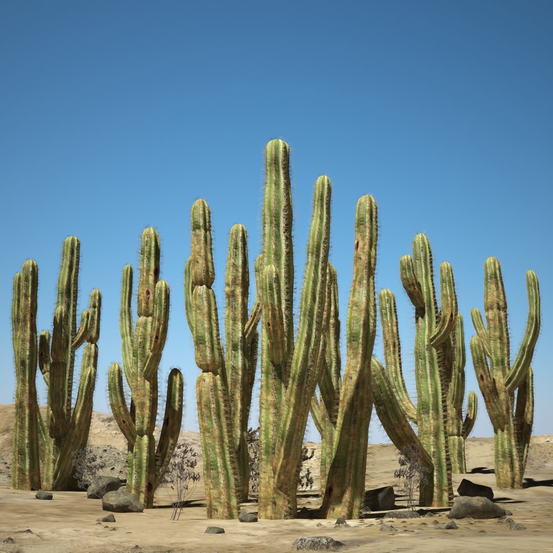 3d desert cactus https://p.turbosquid.com/ts-thumb/9W/dBRi4s/373rV1Mw/ccccccccccccccccc/jpg/1431249630/1920x1080/fit_q87/8967fbb1f2f328fa506d95301b2c09c7d7e5c987/ccccccccccccccccc.jpg