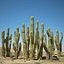 Cactus del deserto