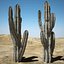 Cactus del deserto