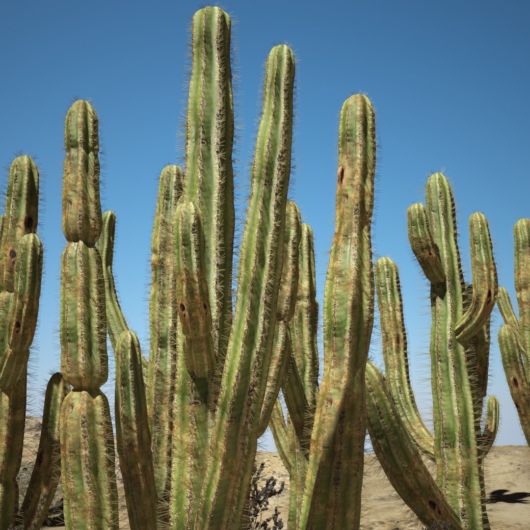3d desert cactus https://p.turbosquid.com/ts-thumb/9W/dBRi4s/JXzehhsu/cccccccccccccc/jpg/1431249630/1920x1080/fit_q87/c150a9da45f2299c457d95b08e9384a038c935e8/cccccccccccccc.jpg