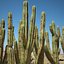 Cactus del deserto