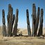 Cactus del deserto