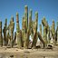 Cactus del deserto
