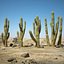 Cactus del deserto