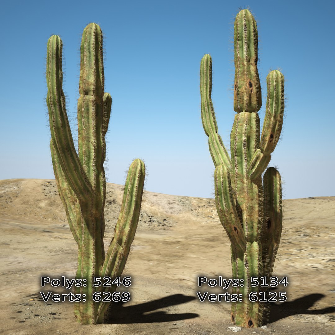 3d desert cactus https://p.turbosquid.com/ts-thumb/9W/dBRi4s/rEF6jxmj/ccccccccccccccccccccccccc/jpg/1431249630/1920x1080/fit_q87/416bf130877b6e3b319d7b1b9c96fa9c810e3b35/ccccccccccccccccccccccccc.jpg