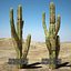Cactus del deserto
