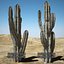 Cactus del deserto