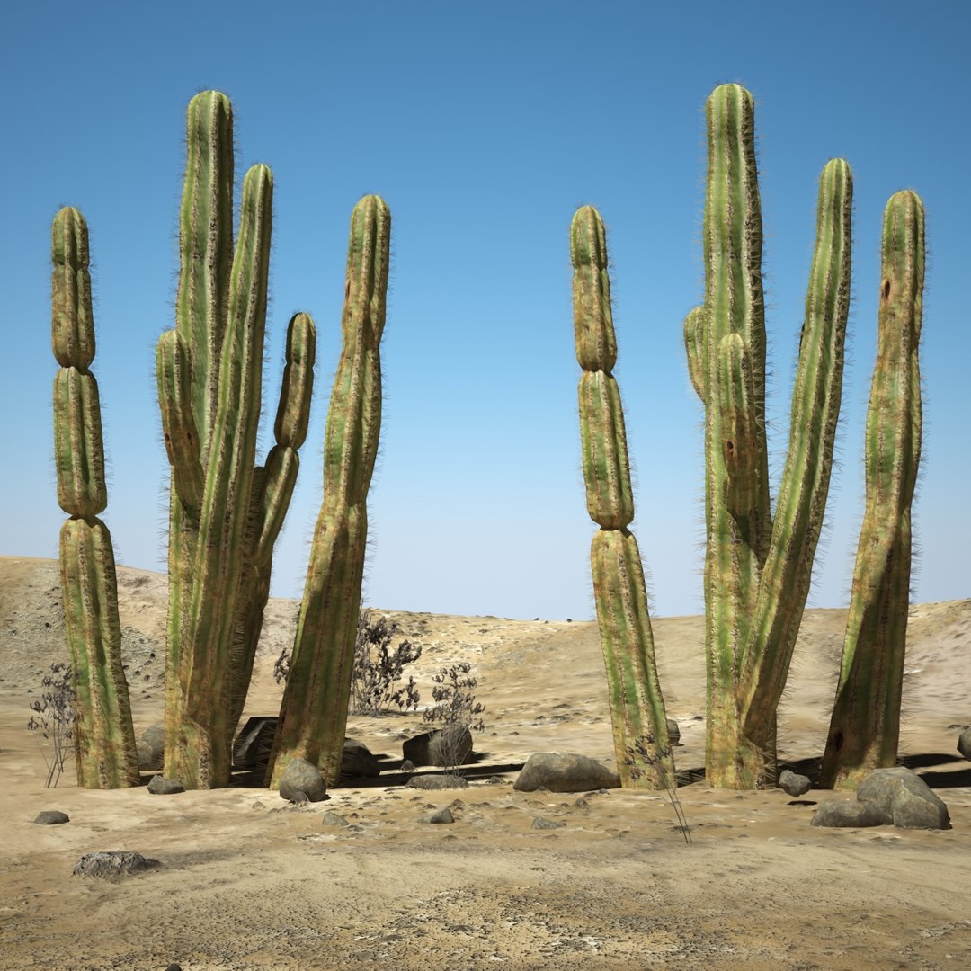 3d Desert Cactus