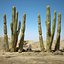 Cactus del deserto