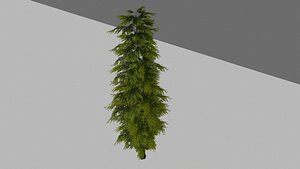 Pine Tree