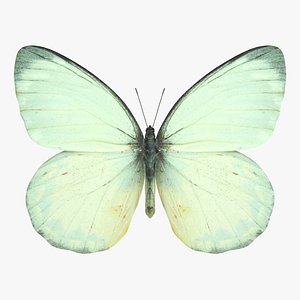 Delias Oraia Butterfly 3D model