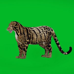 Indochina Clouded Leopard 3D model