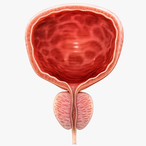 Bladder Cross Section 3D model