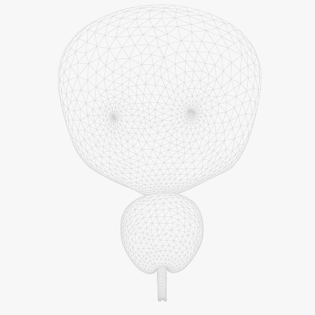Bladder Cross Section 3D Model - TurboSquid 2214888