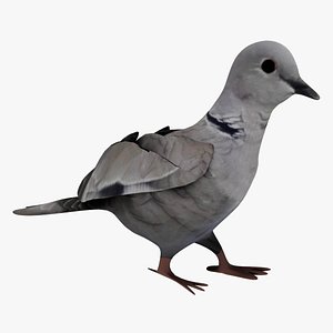 Fully Rigged Textured and Animated Pigeon Bird 3D model
