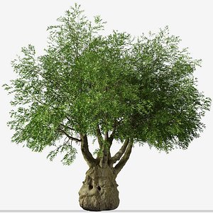 Set of Brachychiton Rupestris or Queensland bottle Trees - 2 Trees