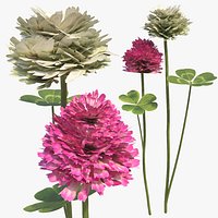 Low Poly Clover Flowers with Leaves Pink White
