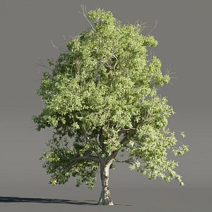 3D Summer Trees collection vol 226-Blender-3dmodel