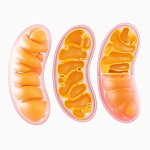 mitochondria