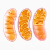 mitochondria