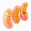 mitochondria