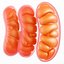 mitochondria