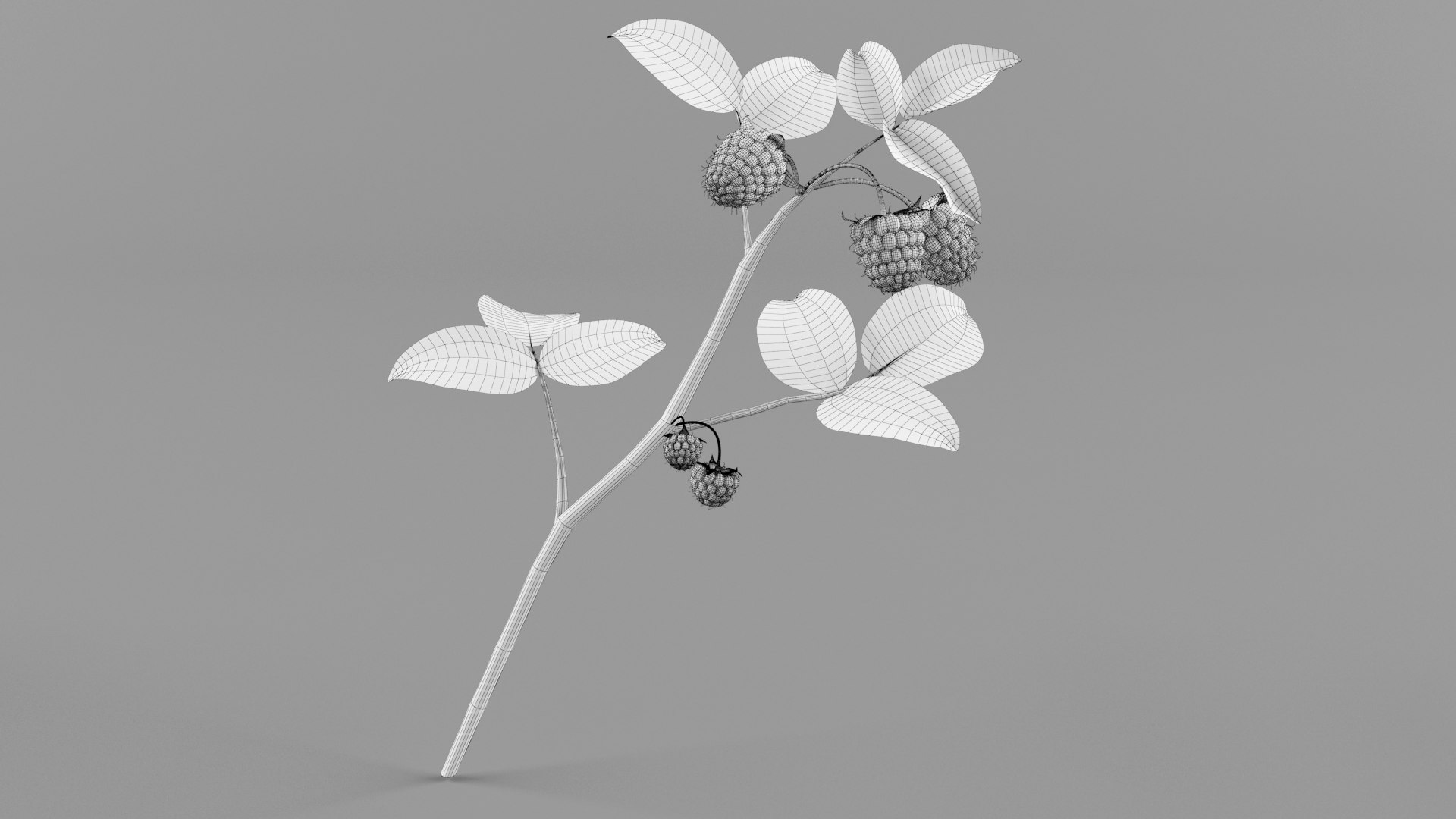 3D Black Raspberry - TurboSquid 2086846