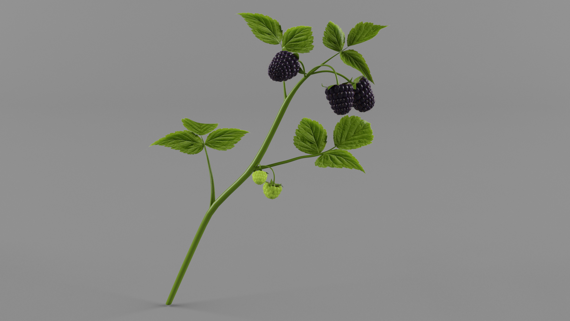 3D Black Raspberry - TurboSquid 2086846