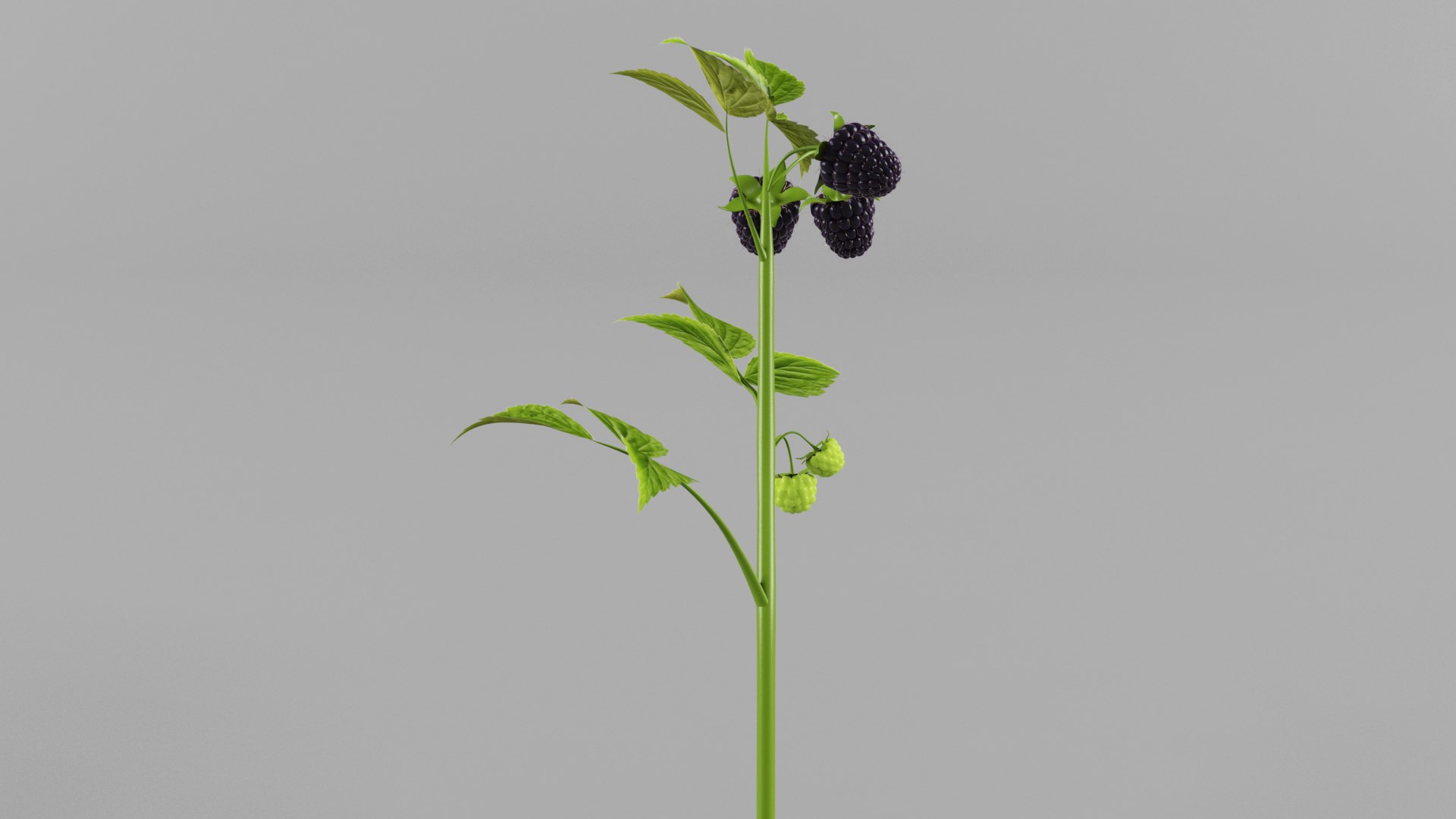 3D Black Raspberry - TurboSquid 2086846