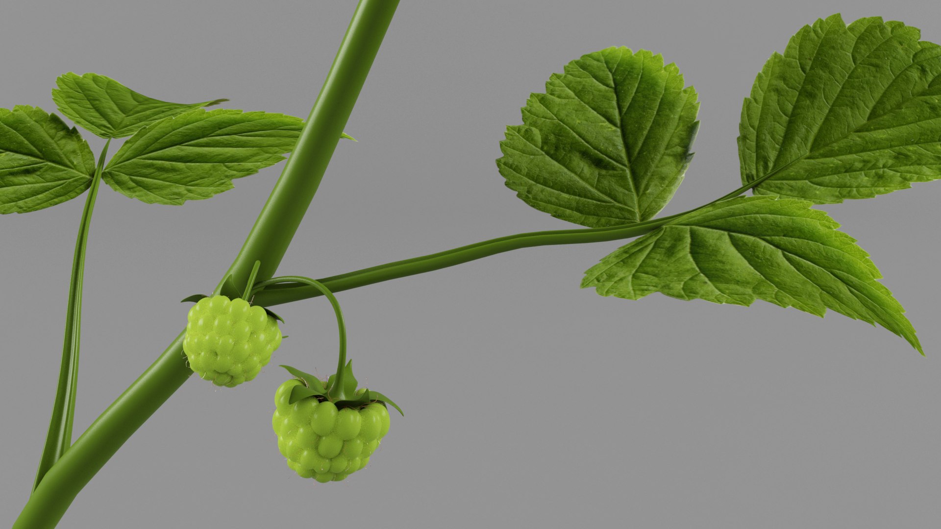 3D Black Raspberry - TurboSquid 2086846