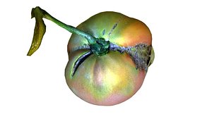 Tomato 3