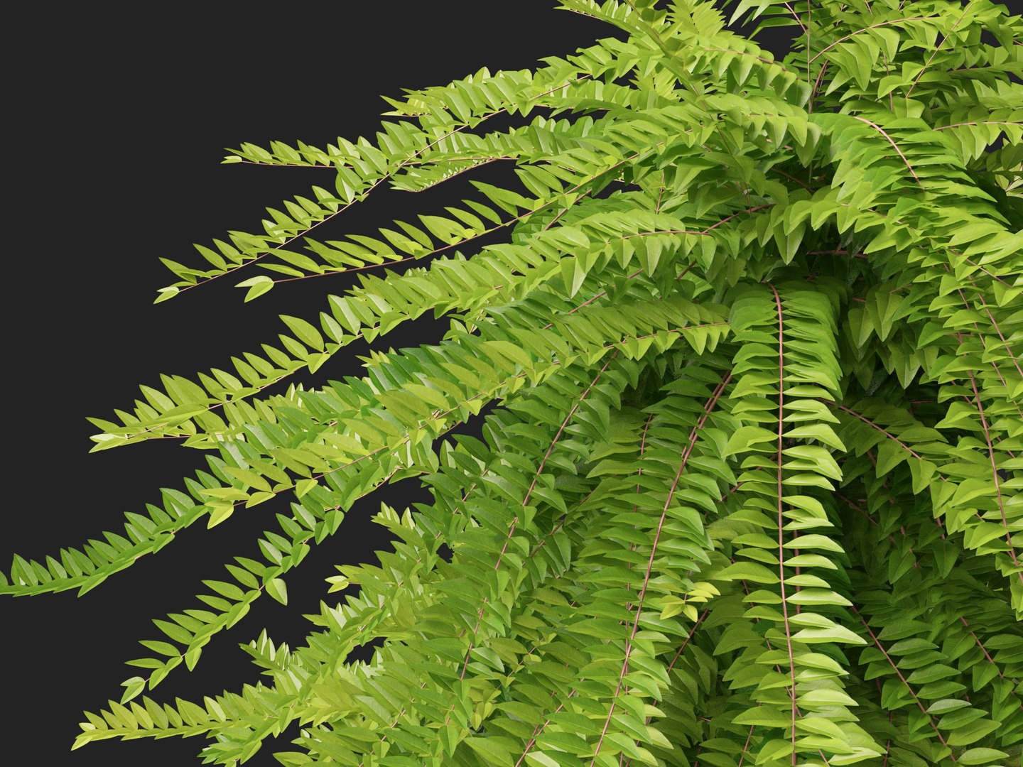 HighpolyLowPoly -  Lonicera nitida - box honeysuckle 3D model https://p.turbosquid.com/ts-thumb/9X/OrQRA5/Ah/loniceranitida0110/jpg/1743520298/1920x1080/fit_q87/c02562f591ccc62c29811e4baa210e73d3d7aaac/loniceranitida0110.jpg