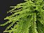 HighpolyLowPoly - Lonicera nitida - caprifoglio