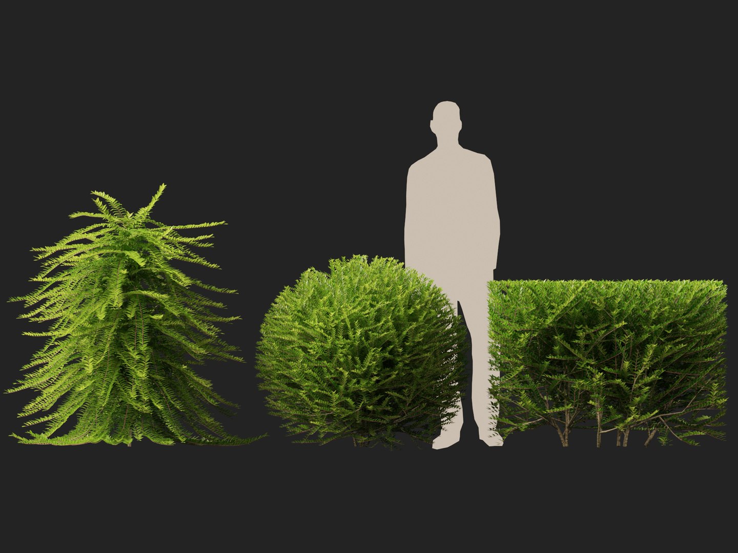 HighpolyLowPoly -  Lonicera nitida - box honeysuckle 3D model https://p.turbosquid.com/ts-thumb/9X/OrQRA5/Gh/loniceranitida016/jpg/1743520287/1920x1080/fit_q87/c469db139efa1617847d28723b7004708406e939/loniceranitida016.jpg