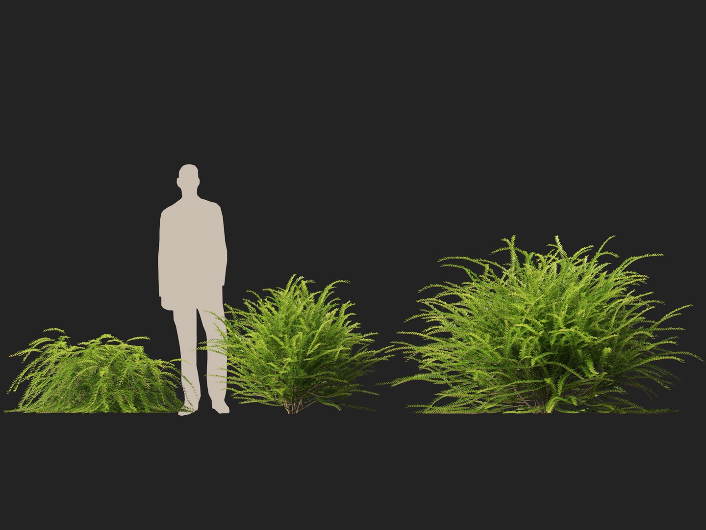 HighpolyLowPoly -  Lonicera nitida - box honeysuckle 3D model https://p.turbosquid.com/ts-thumb/9X/OrQRA5/Ia/loniceranitida014/jpg/1743520284/1920x1080/fit_q87/f5a44a0622431d0e269897aa52be379a9c8d55d1/loniceranitida014.jpg