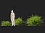 HighpolyLowPoly - Lonicera nitida - caprifoglio