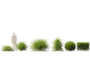 HighpolyLowPoly -  Lonicera nitida - box honeysuckle 3D model