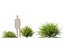HighpolyLowPoly - Lonicera nitida - caprifoglio