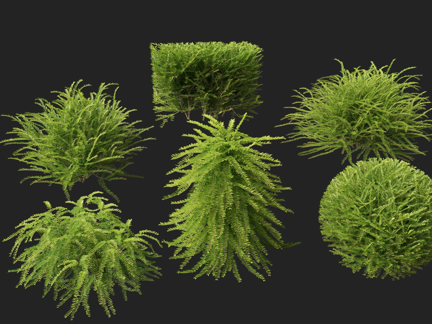 HighpolyLowPoly -  Lonicera nitida - box honeysuckle 3D model https://p.turbosquid.com/ts-thumb/9X/OrQRA5/SB/loniceranitida018/jpg/1743520292/1920x1080/fit_q87/5546920c707981e7fa16d041c7b932078f067ea9/loniceranitida018.jpg