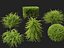 HighpolyLowPoly - Lonicera nitida - caprifoglio