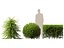 HighpolyLowPoly - Lonicera nitida - caprifoglio