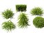 HighpolyLowPoly - Lonicera nitida - caprifoglio
