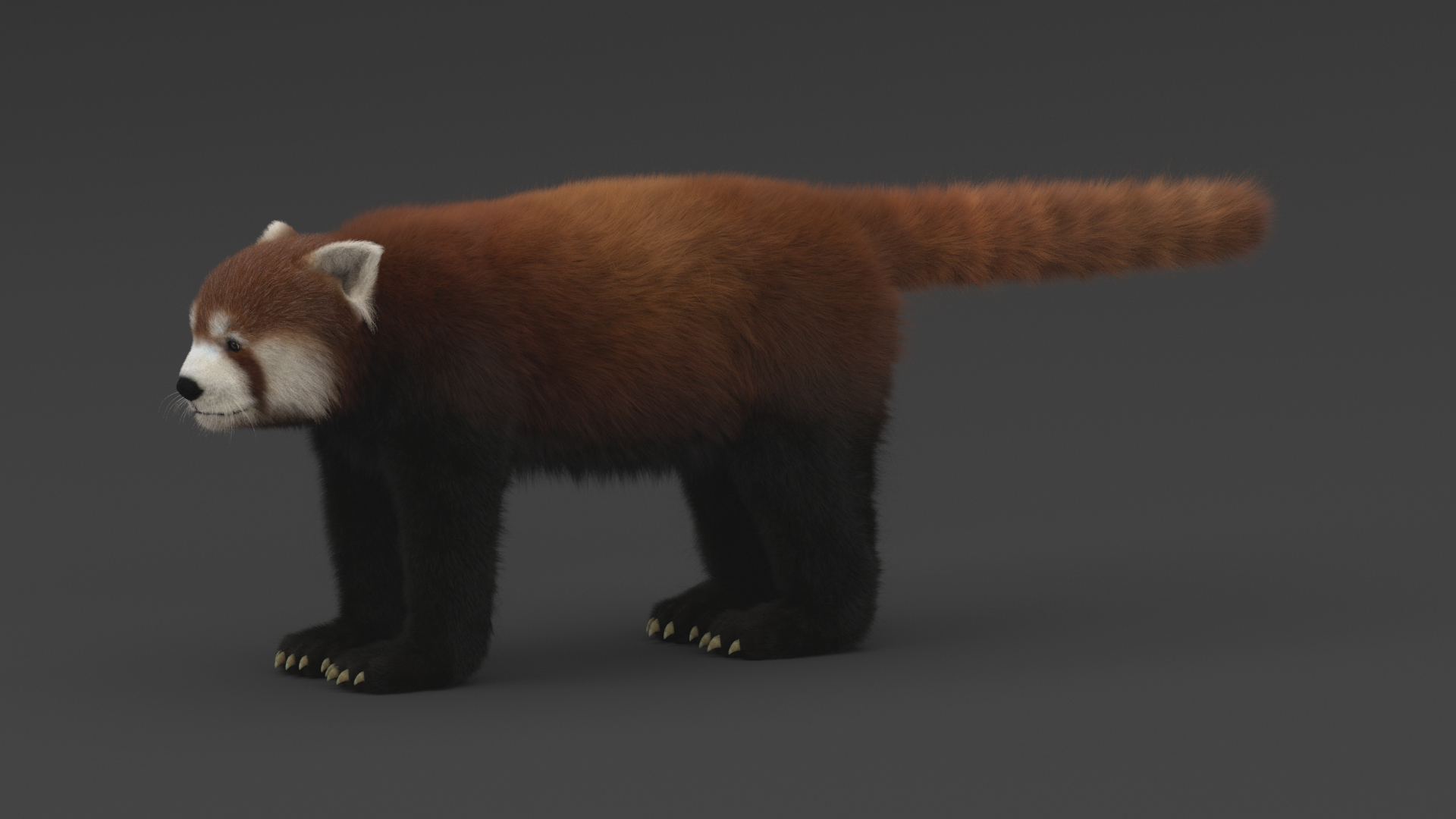 Red Panda 3D - TurboSquid 1559373