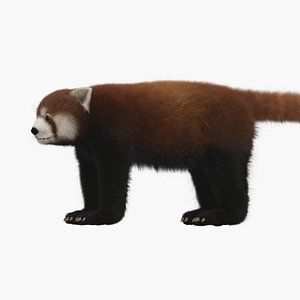 red panda 3D