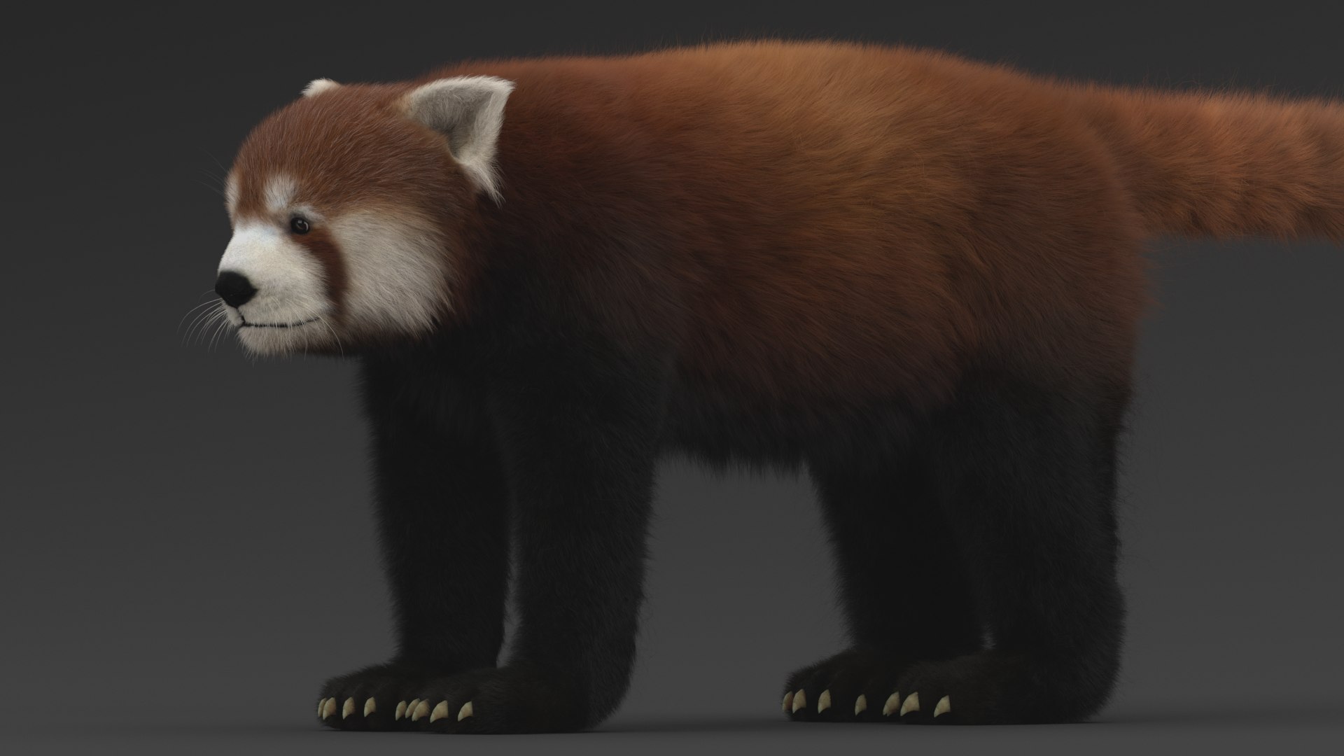 Red Panda 3D - TurboSquid 1559373