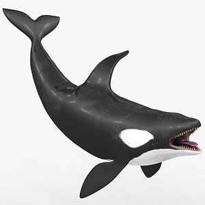 killer whale kill 3D