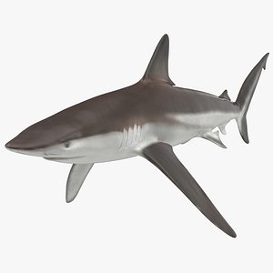 whaler shark 3d model