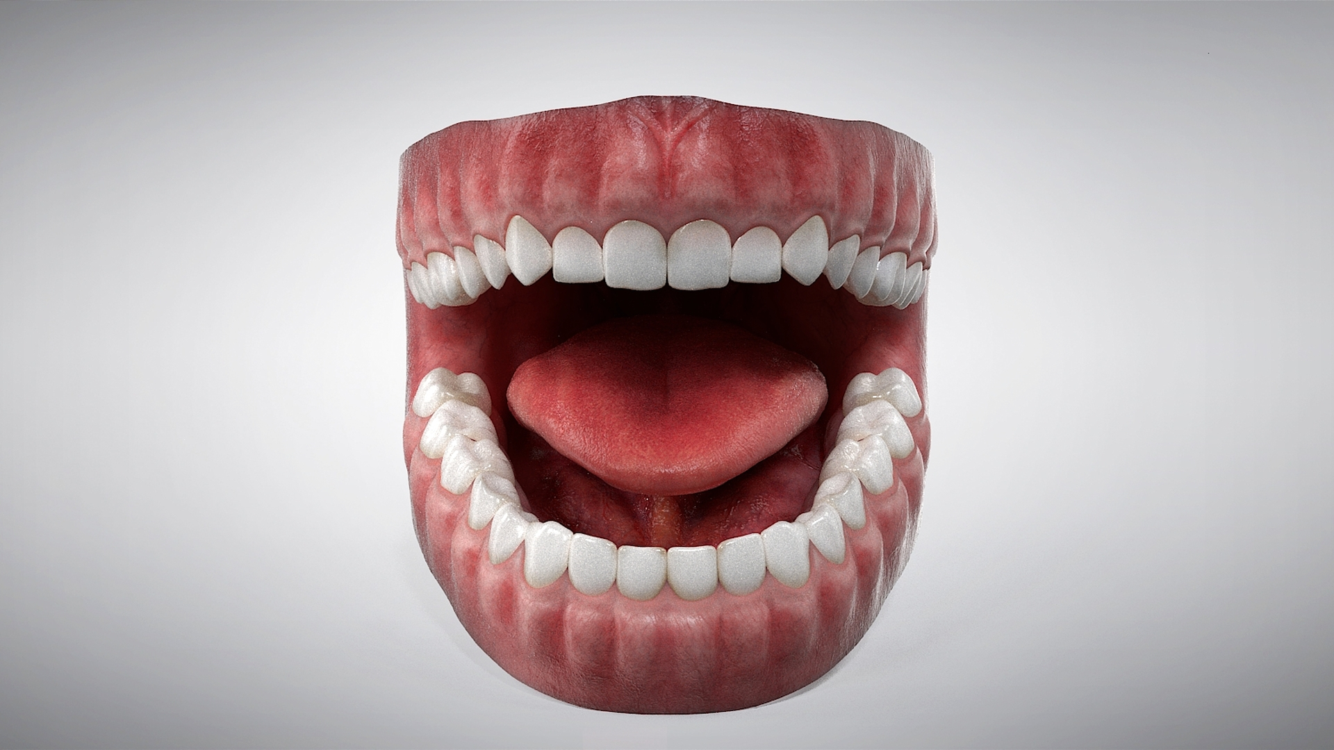 Realistic Human Mouth Anatomy 3D Model - TurboSquid 1995422