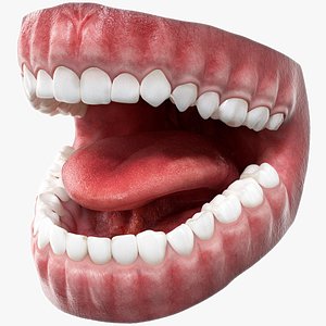 Realistic Human Mouth Anatomy 3D model