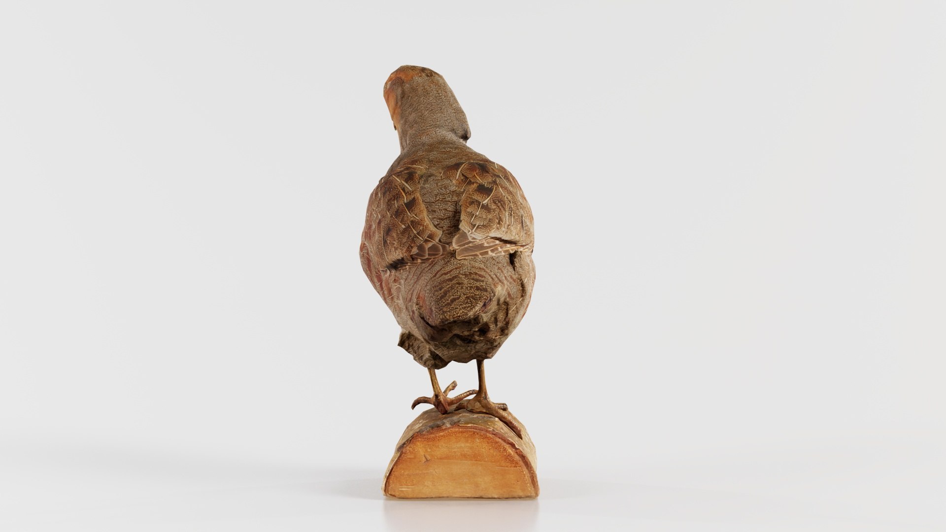 3D Partridge Galliform Perdicinae Phasianidae Remastered https://p.turbosquid.com/ts-thumb/9X/iEHLCf/EK/partridge_galliform_perdicinae_phasianidae_06/jpg/1740067854/1920x1080/fit_q87/08242e961658ce3623bb3f1588559511c303086d/partridge_galliform_perdicinae_phasianidae_06.jpg